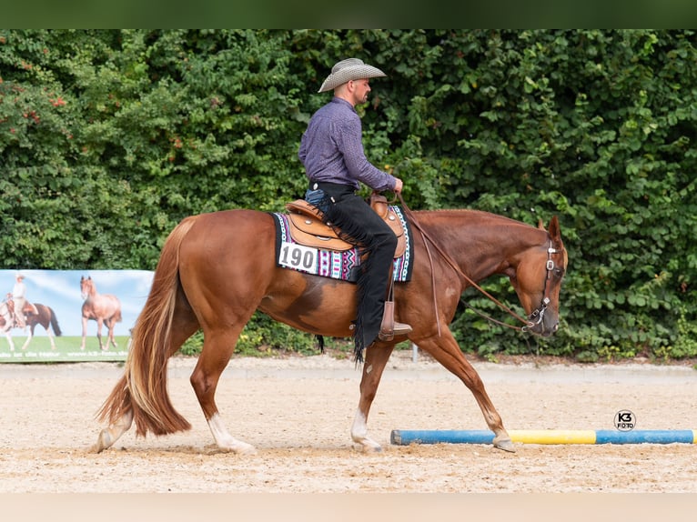 American Quarter Horse Giumenta 10 Anni 160 cm Sauro in Eurasburg