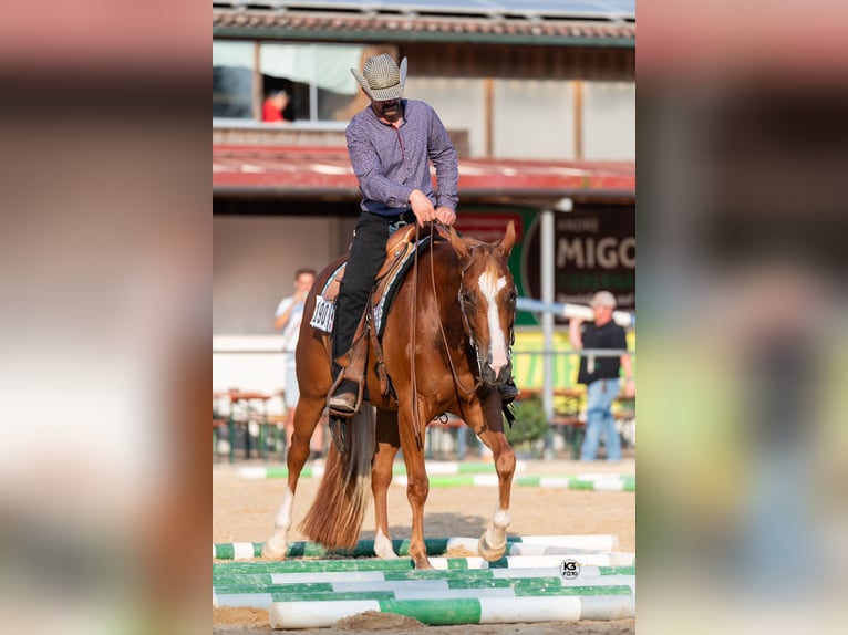 American Quarter Horse Giumenta 10 Anni 160 cm Sauro in Eurasburg