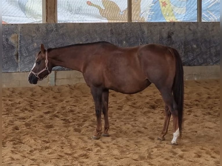 American Quarter Horse Giumenta 10 Anni 160 cm Sauro scuro in Langenau