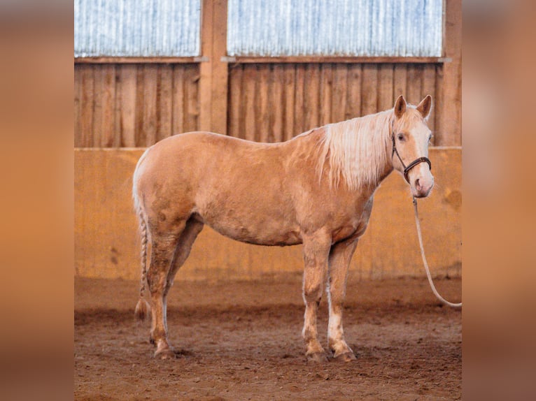 American Quarter Horse Mix Giumenta 10 Anni 161 cm Champagne in Calden