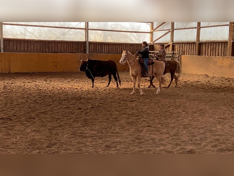 American Quarter Horse Mix Giumenta 10 Anni 161 cm Champagne in Calden