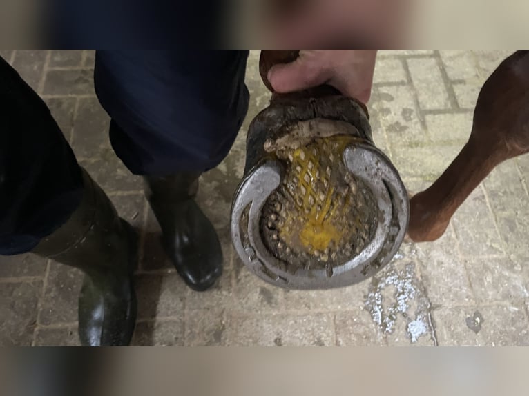 American Quarter Horse Giumenta 10 Anni 163 cm  in Stadtoldendorf