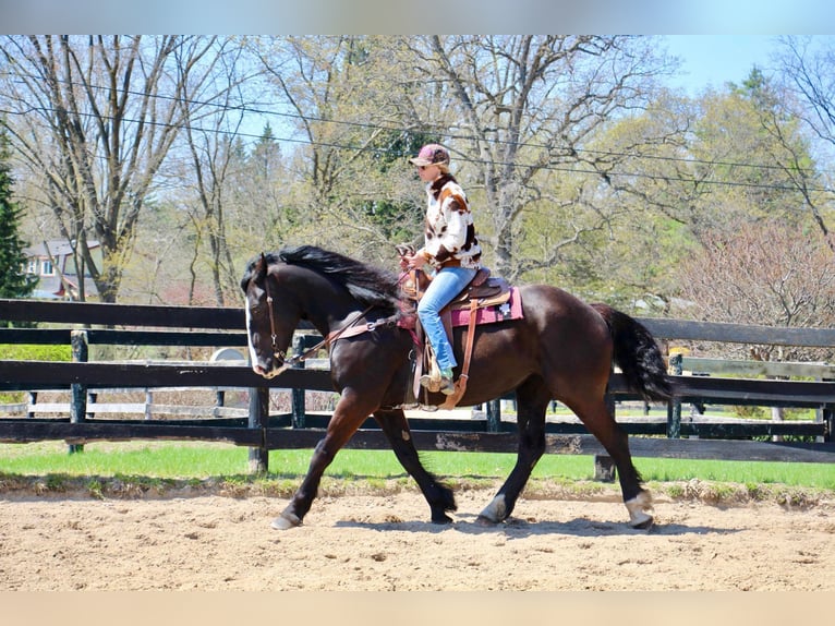 American Quarter Horse Giumenta 10 Anni 168 cm Morello in Highland MI