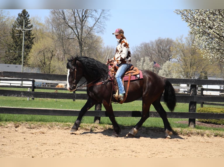 American Quarter Horse Giumenta 10 Anni 168 cm Morello in Highland MI