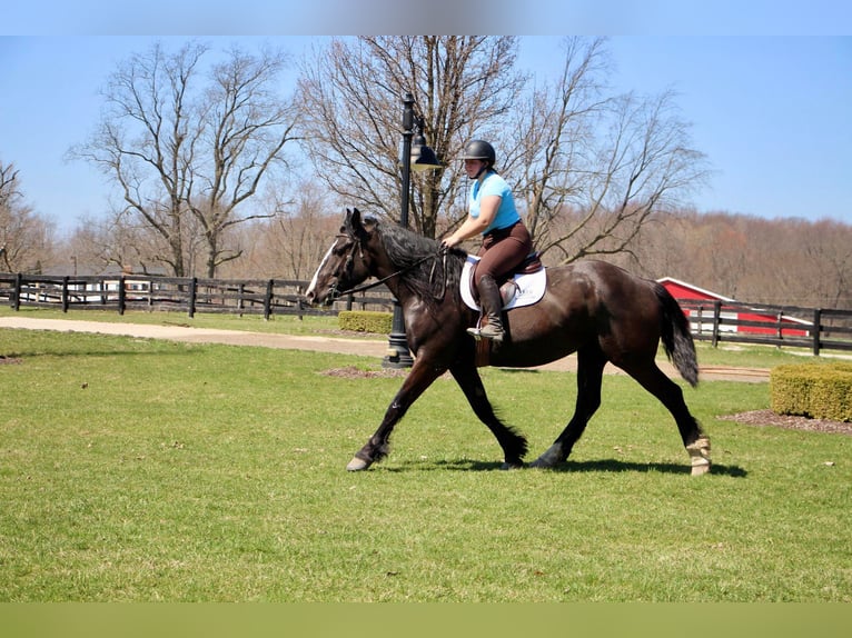 American Quarter Horse Giumenta 10 Anni 168 cm Morello in Highland MI