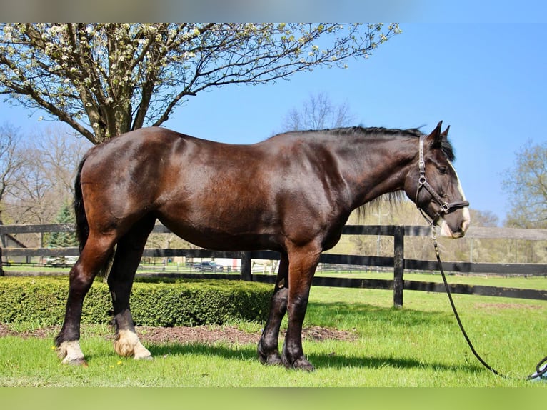 American Quarter Horse Giumenta 10 Anni 168 cm Morello in Highland MI