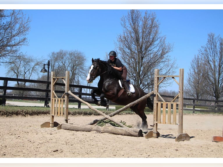 American Quarter Horse Giumenta 10 Anni 168 cm Morello in Highland MI