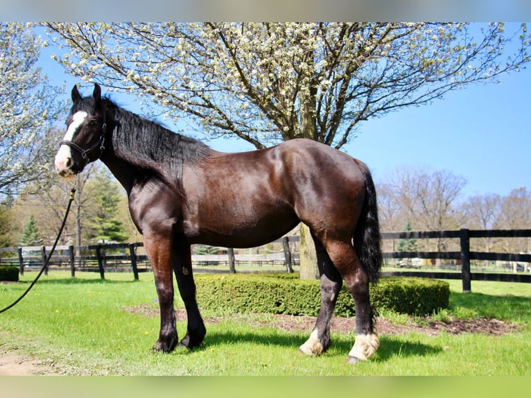 American Quarter Horse Giumenta 10 Anni 168 cm Morello in Highland MI