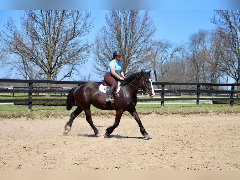 American Quarter Horse Giumenta 10 Anni 168 cm Morello in Highland MI