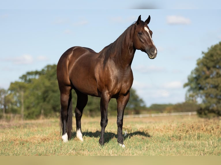 American Quarter Horse Giumenta 10 Anni 170 cm Baio in Collinsville, TX