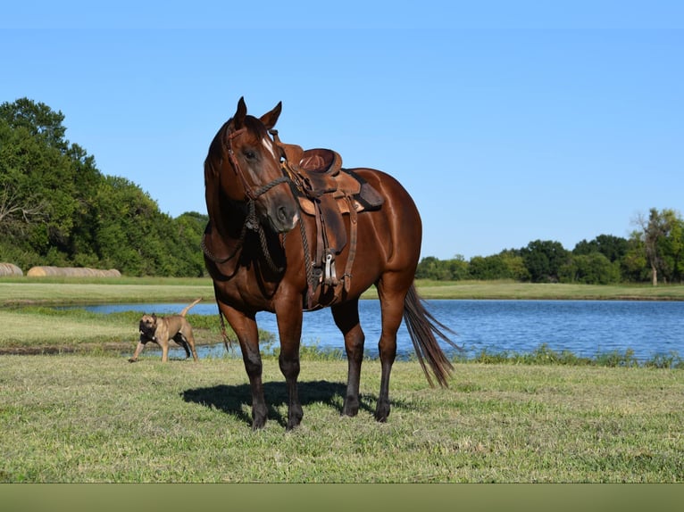 American Quarter Horse Giumenta 10 Anni Baio ciliegia in Guthrie OK