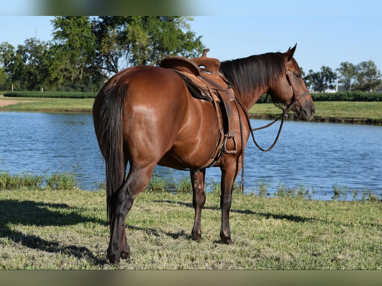 American Quarter Horse Giumenta 10 Anni Baio ciliegia in Guthrie OK