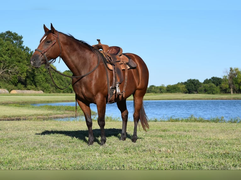 American Quarter Horse Giumenta 10 Anni Baio ciliegia in Guthrie OK