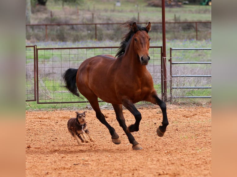 American Quarter Horse Giumenta 10 Anni Baio ciliegia in Stephenville Tx