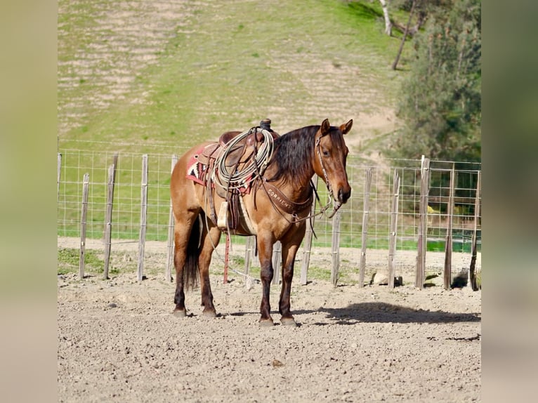 American Quarter Horse Giumenta 10 Anni Falbo in Tres Pinos