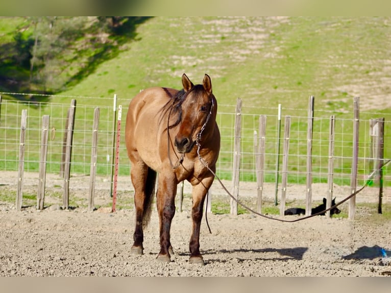 American Quarter Horse Giumenta 10 Anni Falbo in Tres Pinos