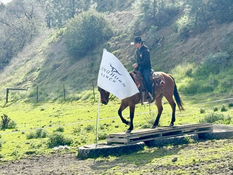 American Quarter Horse Giumenta 10 Anni Falbo in Tres Pinos