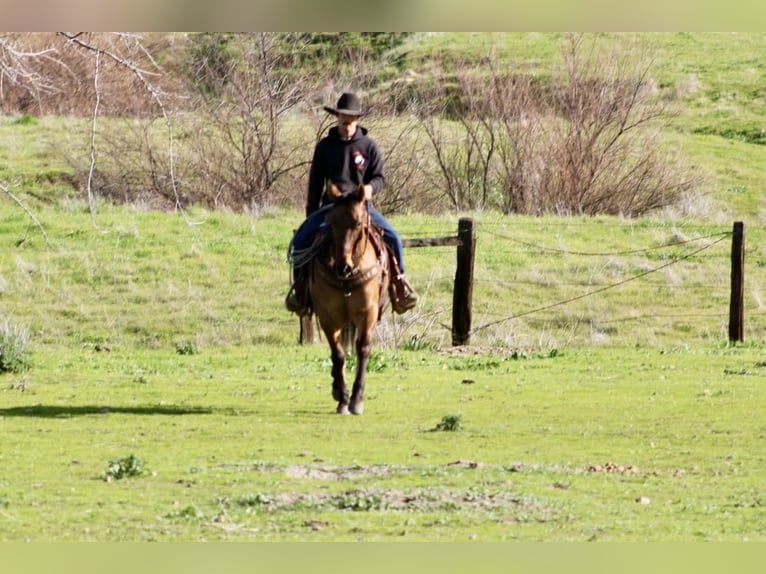 American Quarter Horse Giumenta 10 Anni Falbo in Tres Pinos