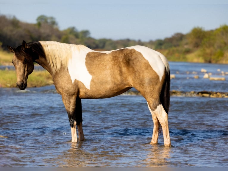 American Quarter Horse Giumenta 10 Anni Pelle di daino in Guthrie OK