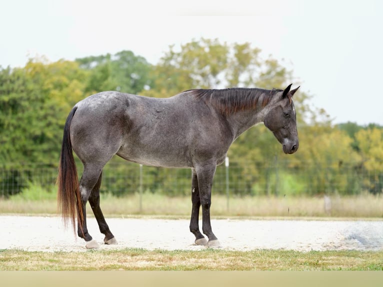 American Quarter Horse Giumenta 10 Anni Roano blu in Marshall MO