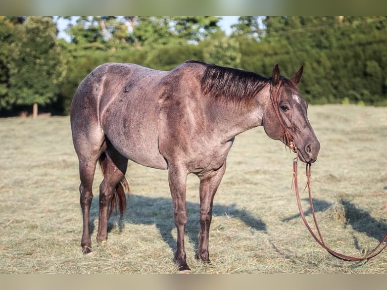 American Quarter Horse Giumenta 10 Anni Roano blu in Marshall MO