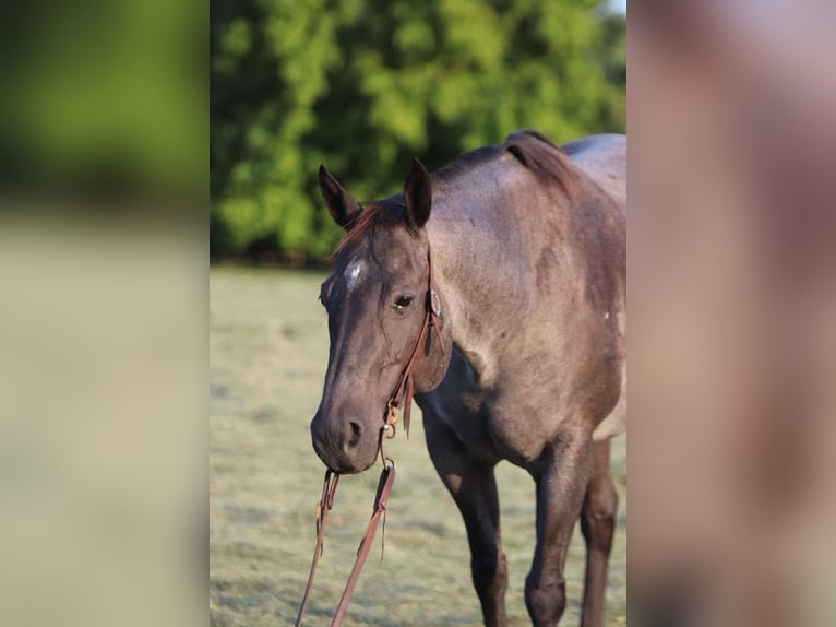 American Quarter Horse Giumenta 10 Anni Roano blu in Marshall MO