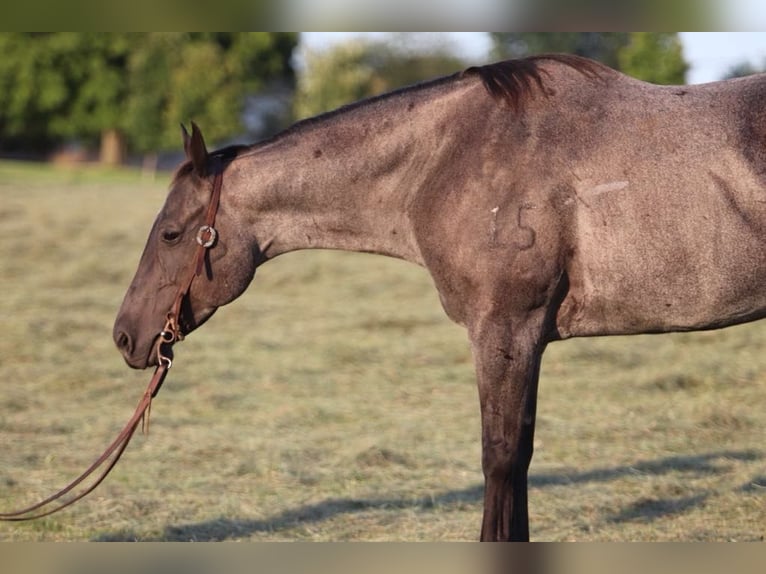 American Quarter Horse Giumenta 10 Anni Roano blu in Marshall MO