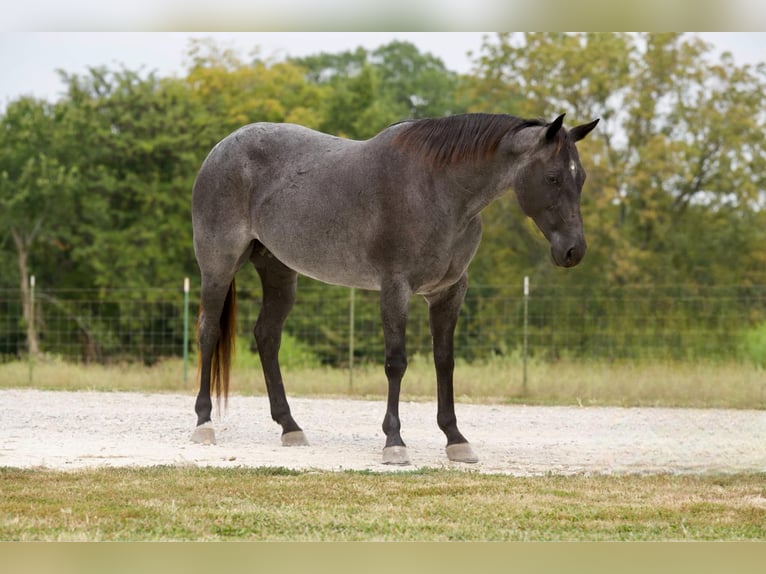 American Quarter Horse Giumenta 10 Anni Roano blu in Marshall MO