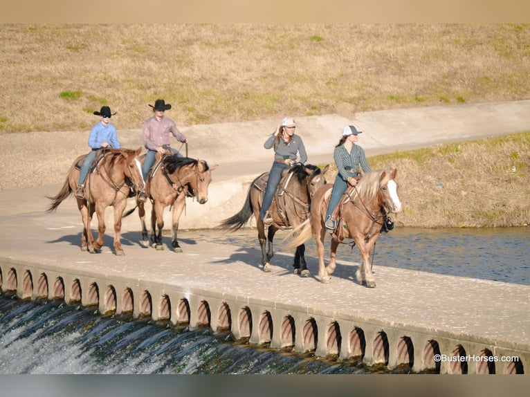 American Quarter Horse Giumenta 10 Anni Sauro ciliegia in Weatherford TX