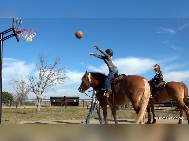 American Quarter Horse Giumenta 10 Anni Sauro ciliegia in Weatherford TX