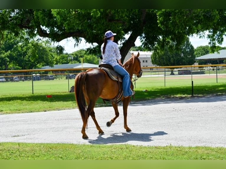 American Quarter Horse Giumenta 10 Anni Sauro ciliegia in Stephenville