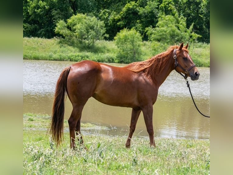 American Quarter Horse Giumenta 10 Anni Sauro ciliegia in Stephenville