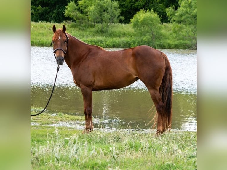 American Quarter Horse Giumenta 10 Anni Sauro ciliegia in Stephenville