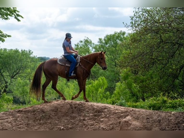 American Quarter Horse Giumenta 10 Anni Sauro ciliegia in Stephenville