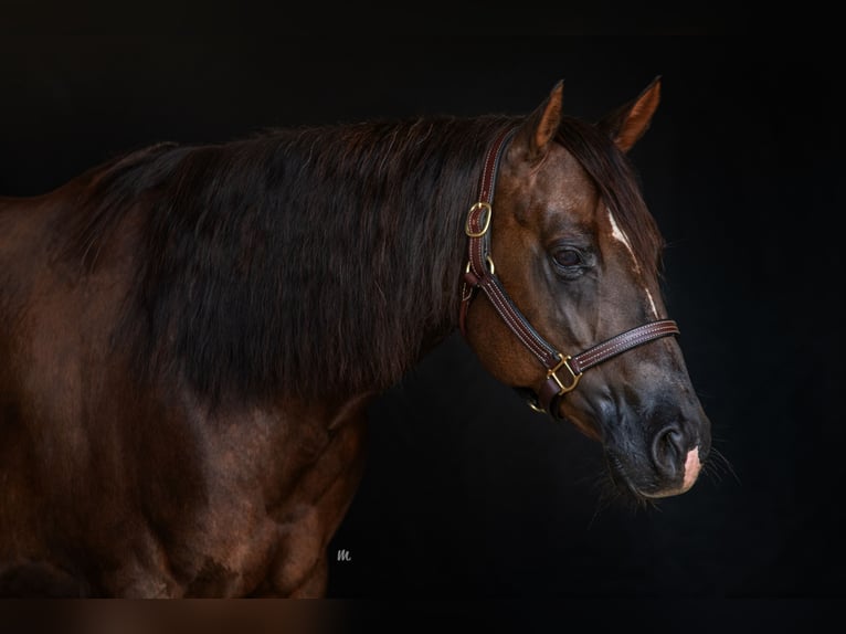 American Quarter Horse Giumenta 10 Anni Sauro scuro in Kemnath