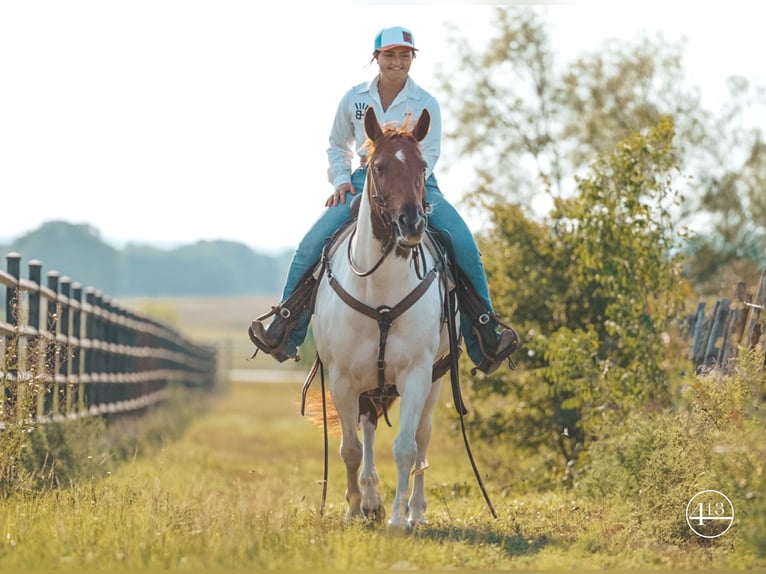 American Quarter Horse Giumenta 10 Anni Tobiano-tutti i colori in Weatherford TX