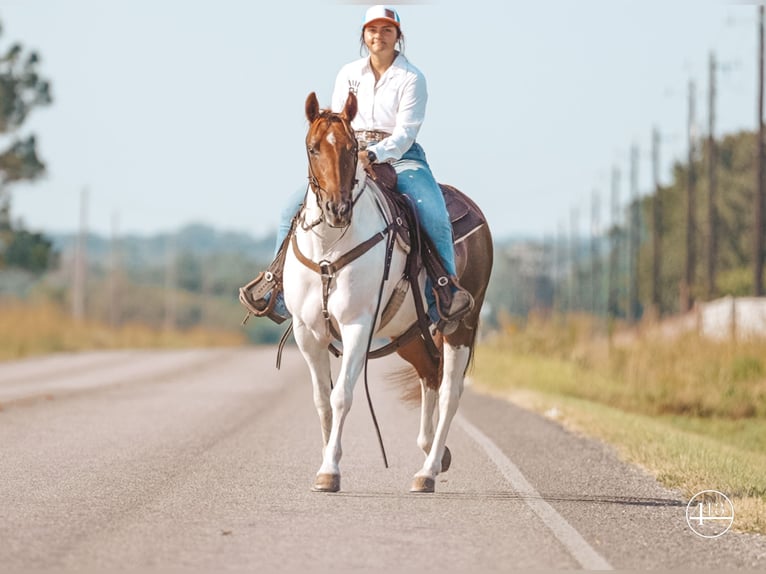 American Quarter Horse Giumenta 10 Anni Tobiano-tutti i colori in Weatherford TX