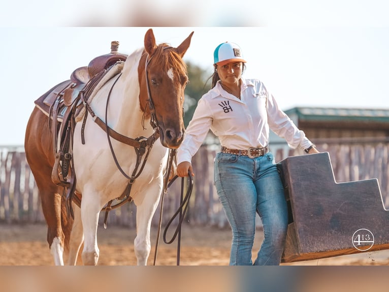 American Quarter Horse Giumenta 10 Anni Tobiano-tutti i colori in Weatherford TX