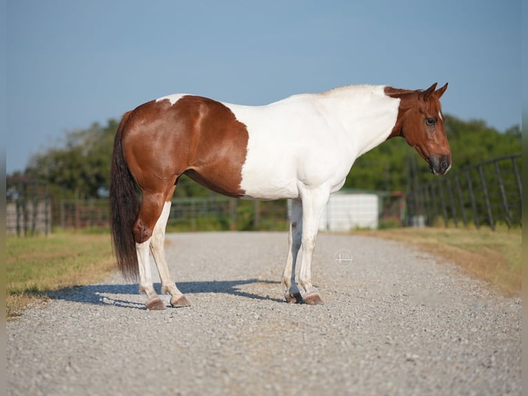 American Quarter Horse Giumenta 10 Anni Tobiano-tutti i colori in Weatherford TX