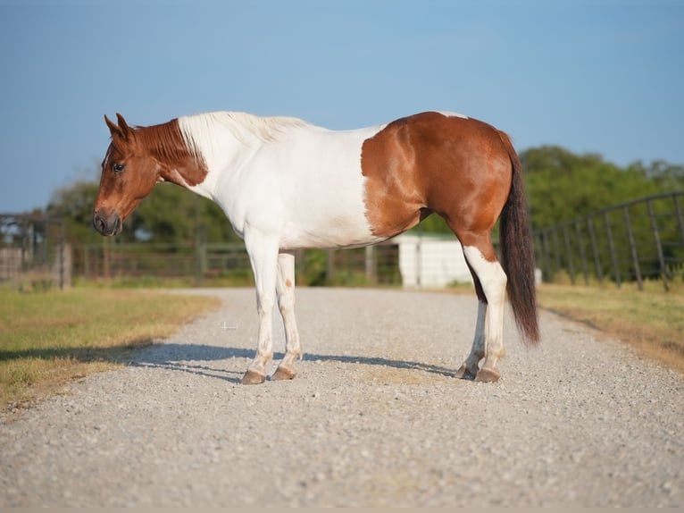 American Quarter Horse Giumenta 10 Anni Tobiano-tutti i colori in Weatherford TX