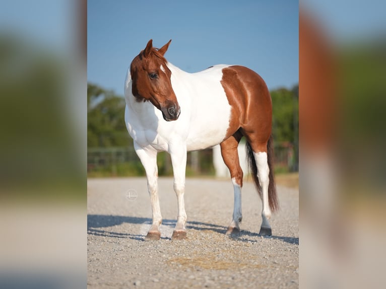 American Quarter Horse Giumenta 10 Anni Tobiano-tutti i colori in Weatherford TX