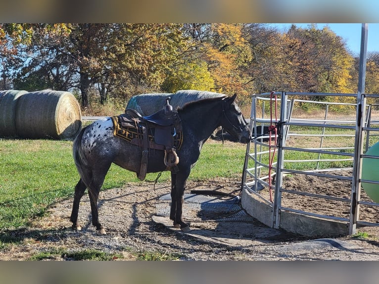 American Quarter Horse Giumenta 11 Anni 132 cm Baio in Effingham IL