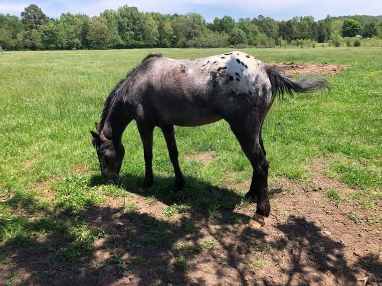 American Quarter Horse Giumenta 11 Anni 132 cm Baio in Effingham IL