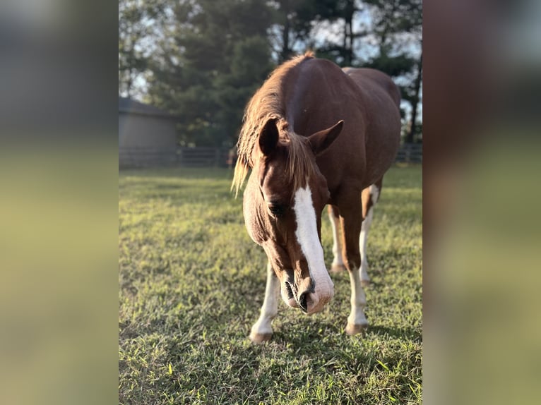 American Quarter Horse Giumenta 11 Anni 134 cm Roano rosso in Crestwood