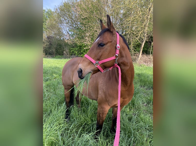 American Quarter Horse Giumenta 11 Anni 140 cm Baio chiaro in Fehrbellin Protzen