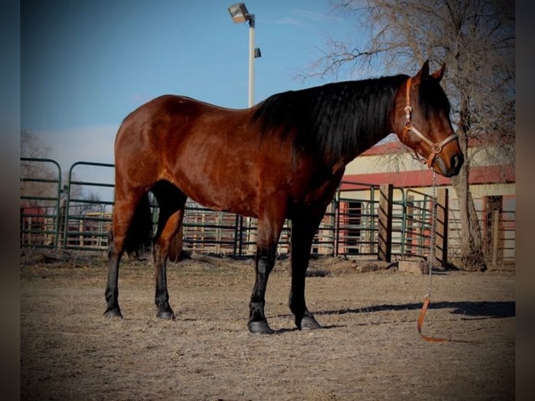 American Quarter Horse Giumenta 11 Anni 142 cm Baio ciliegia in Fort Collins