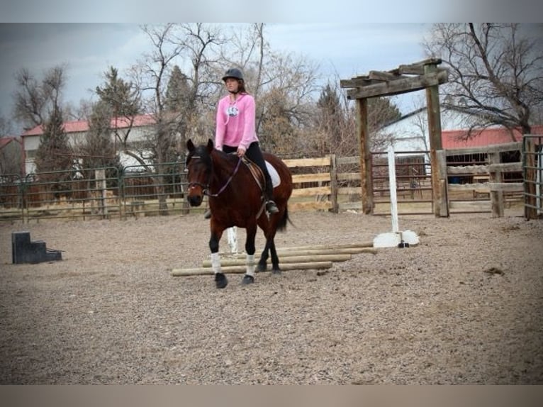 American Quarter Horse Giumenta 11 Anni 142 cm Baio ciliegia in Fort Collins