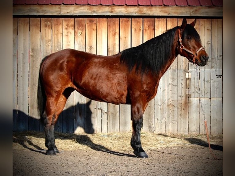 American Quarter Horse Giumenta 11 Anni 142 cm Baio ciliegia in Fort Collins