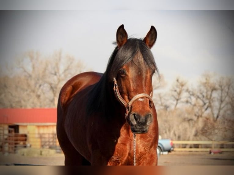 American Quarter Horse Giumenta 11 Anni 142 cm Baio ciliegia in Fort Collins