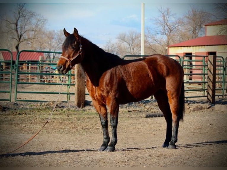 American Quarter Horse Giumenta 11 Anni 142 cm Baio ciliegia in Fort Collins